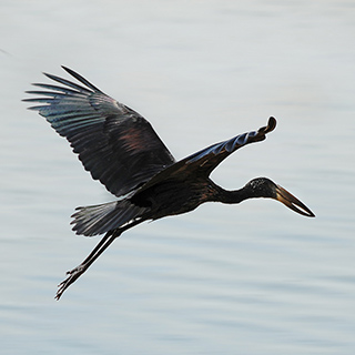Ssese - Openbill stork